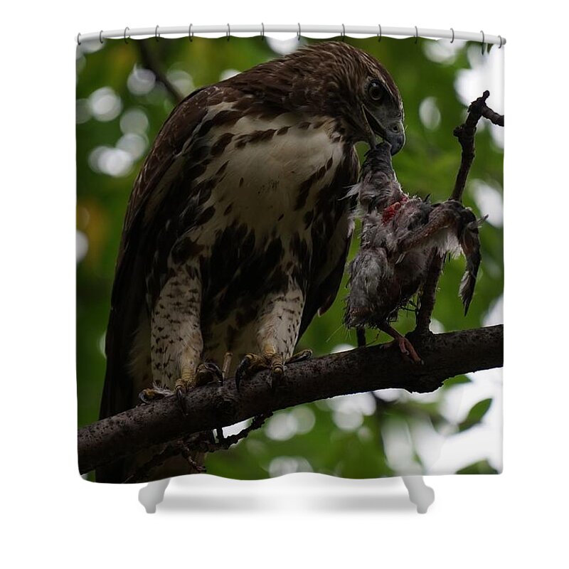Red Tailed Hawk Shower Curtain featuring the photograph Hawks Meal by Brooke Bowdren