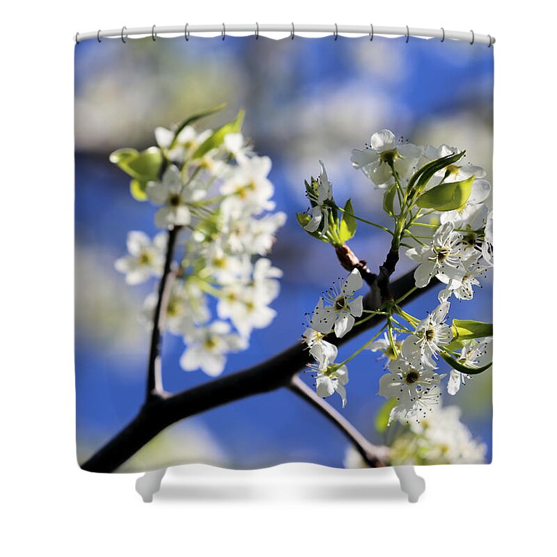 Hawthorn Shower Curtain featuring the photograph Hawthorn by Theresa Campbell