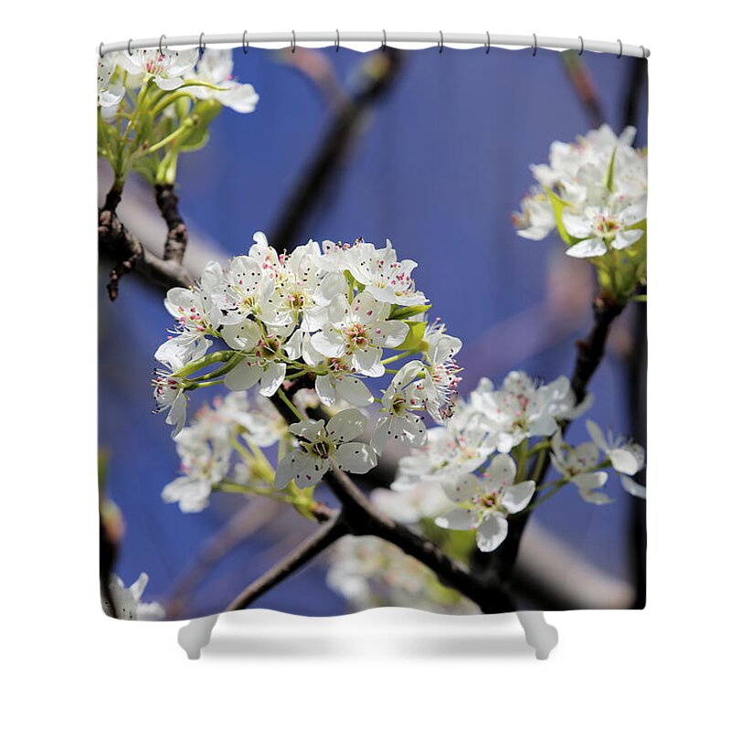 Hawthorn Shower Curtain featuring the photograph Hawthorne Blossoms by Theresa Campbell