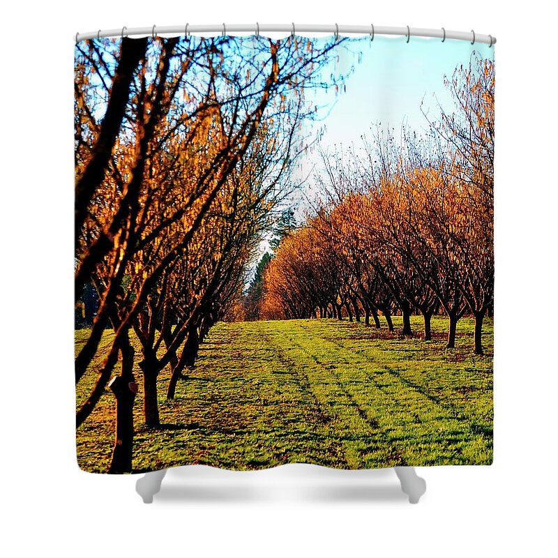 Nature Shower Curtain featuring the photograph Hazelnut Orchard 21578 16X20 by Jerry Sodorff