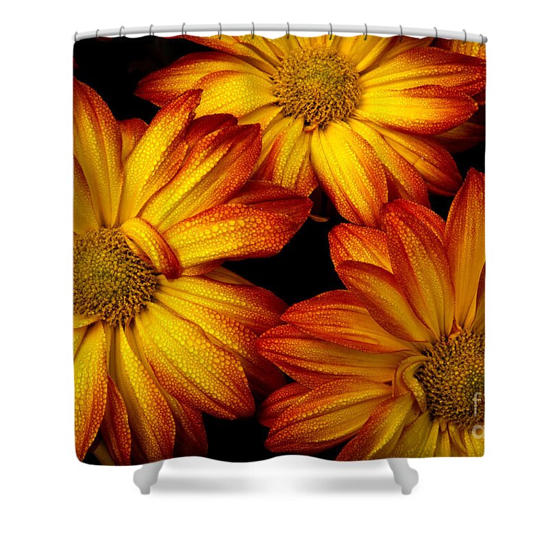 Flowers Shower Curtain featuring the photograph HDR Flowers by Douglas Stucky