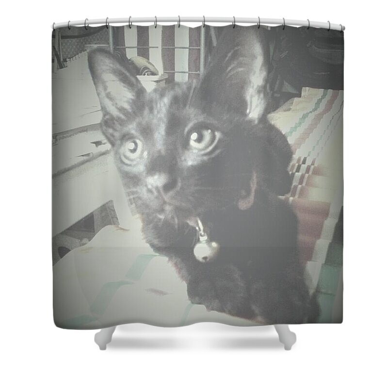 Black Tiger Shower Curtain featuring the photograph He Is Black Tiger by Sukalya Chearanantana