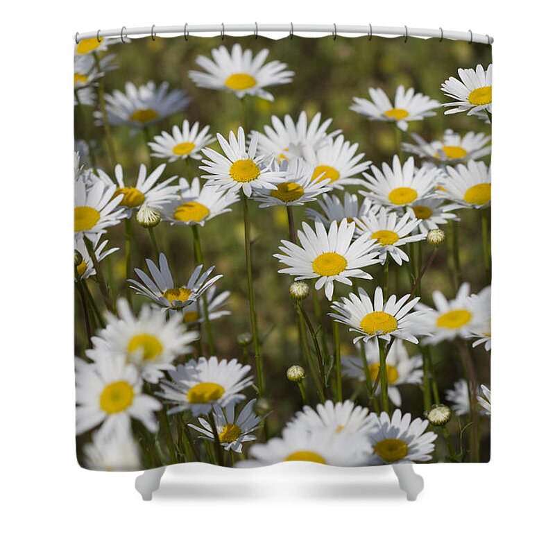 Oxeye Daisies Shower Curtain featuring the photograph He Loves Me Daisies by Kathy Clark