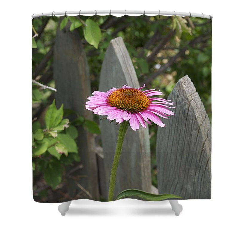 Pink Shasta Shower Curtain featuring the photograph Heads Up by Penny Neimiller