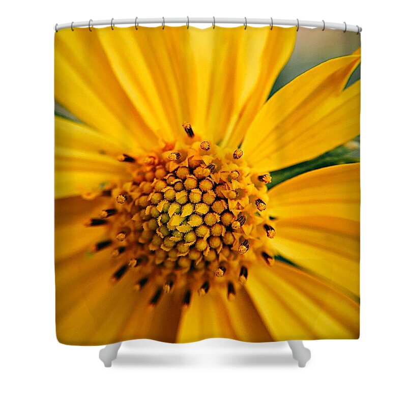 Sunflower Shower Curtain featuring the photograph Heart and Soul by Brad Hodges