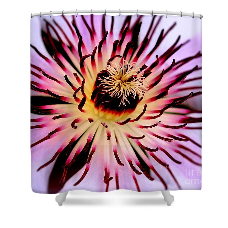 Nelly Moser Shower Curtain featuring the photograph Heart of a Clematis by Baggieoldboy
