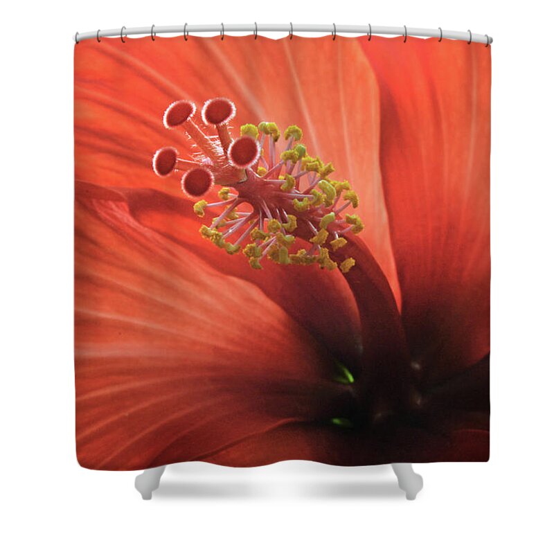 Hibiscus Shower Curtain featuring the photograph Heart Of Hibiscus by Terence Davis
