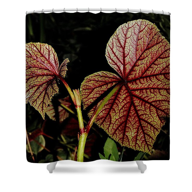 Begonia Shower Curtain featuring the photograph Hearty Begonia Backside by Allen Nice-Webb