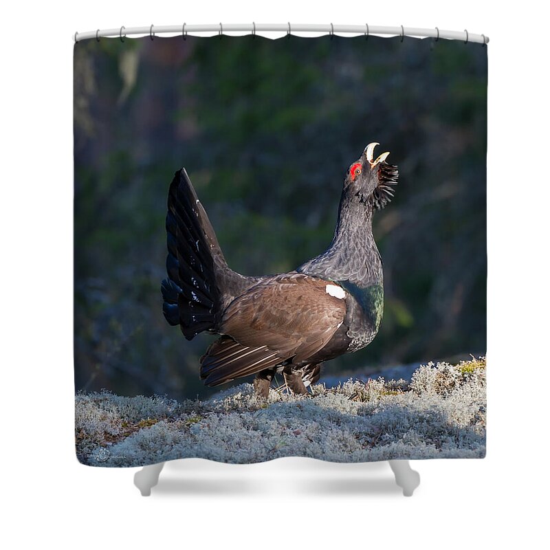 Heather Cock In The Morning Sun Shower Curtain featuring the photograph Heather Cock in the Morning Sun by Torbjorn Swenelius