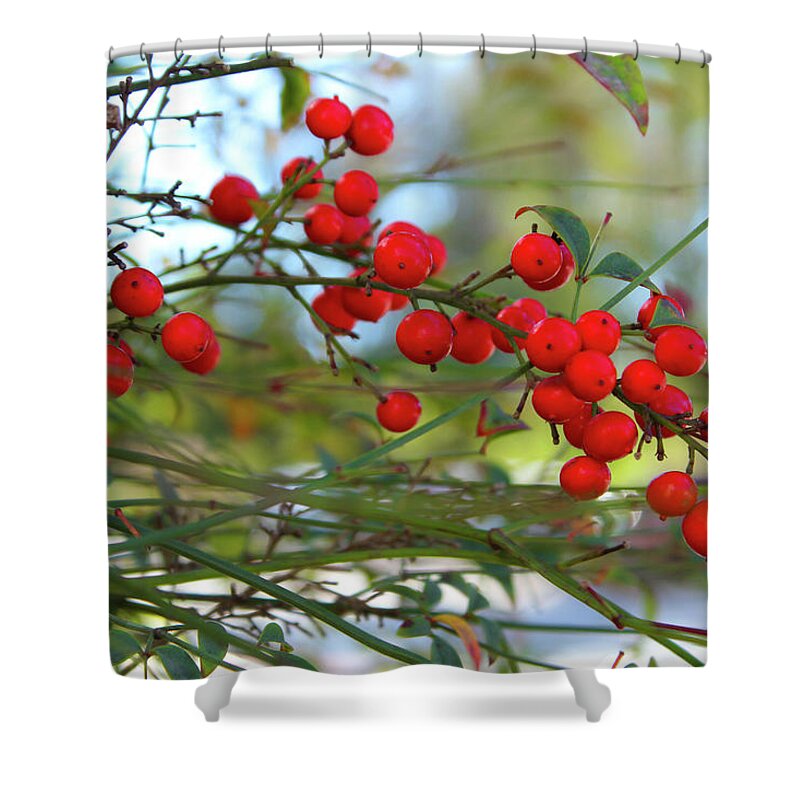 Nandina Shower Curtain featuring the photograph Heavenly Bamboo by Alison Frank
