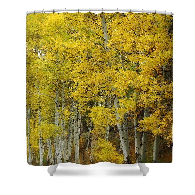 Birch Trees Shower Curtain featuring the photograph Heavenly Light by Donna Blackhall