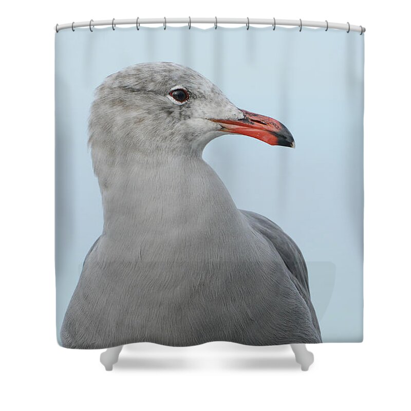 Heermann's Gull Shower Curtain featuring the photograph Heermann Portrait by Fraida Gutovich