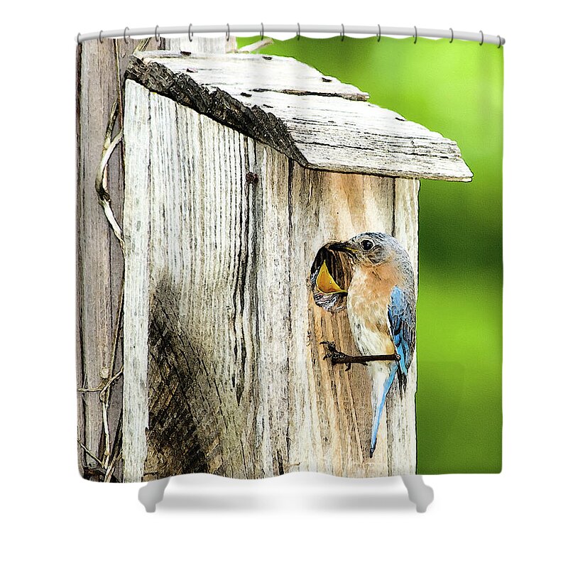 Eastern Bluebird Shower Curtain featuring the photograph Hello Baby by Betty LaRue