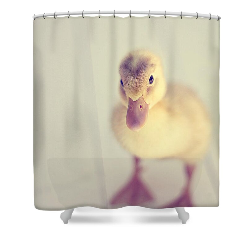 Duck Shower Curtain featuring the photograph Hello Ducky by Amy Tyler