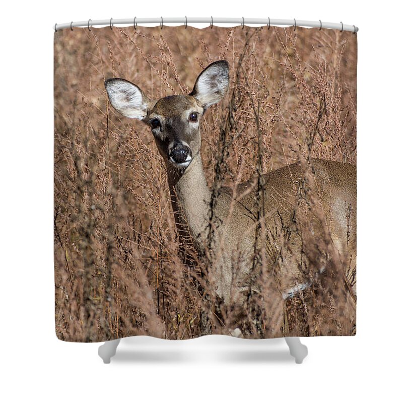 Wildlife Shower Curtain featuring the photograph Hello by John Benedict