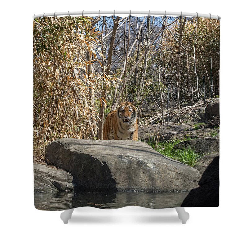 Tiger Shower Curtain featuring the photograph Hello Kitty by ChelleAnne Paradis