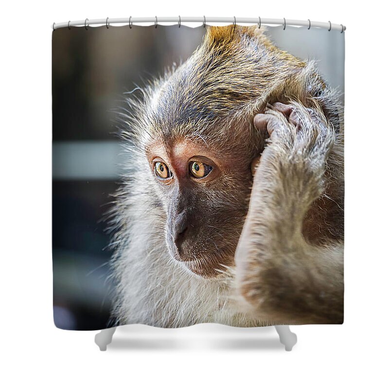 Monkey Shower Curtain featuring the photograph Hello, Monkey Here by Rick Deacon