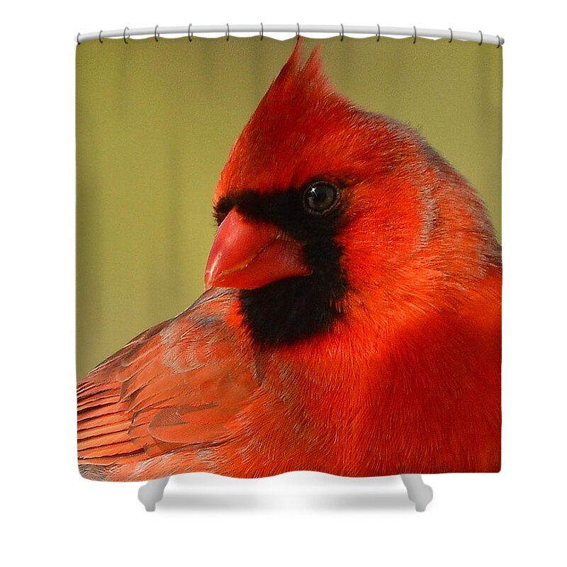 Northern Shower Curtain featuring the photograph Hello Red by Harry Moulton