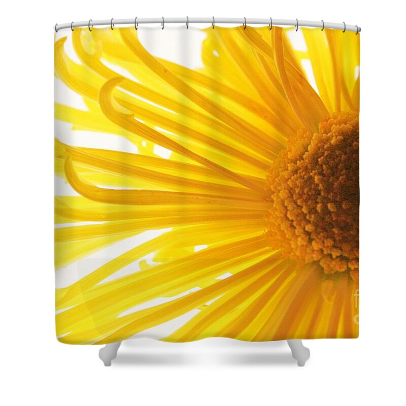 Daisy Shower Curtain featuring the photograph Hello Sunshine by Julie Lueders 
