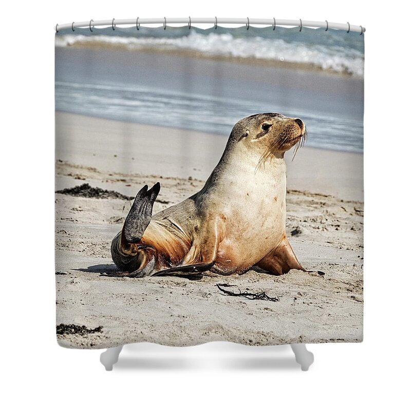 Sea Lion Shower Curtain featuring the photograph Hello There by Catherine Reading