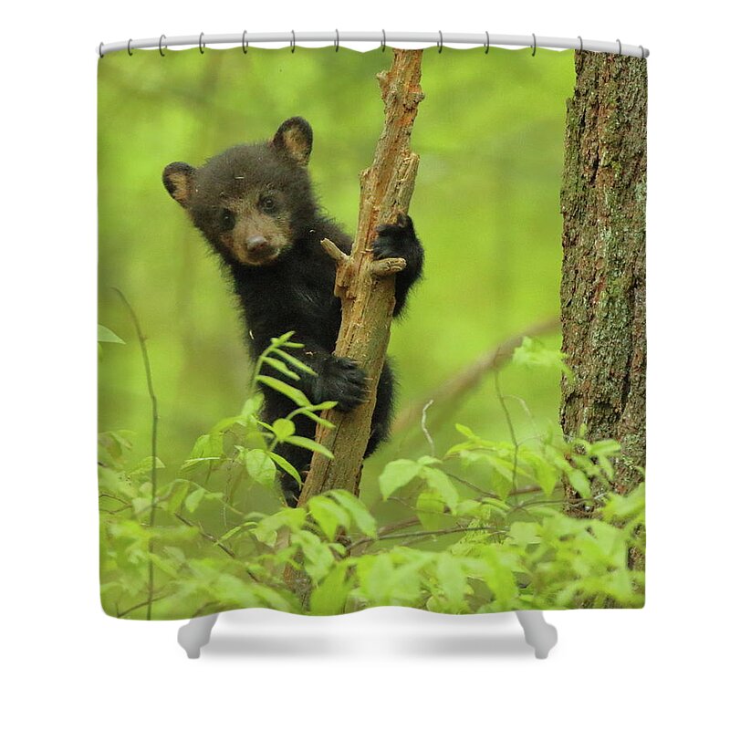 American Black Bear Shower Curtain featuring the photograph Hello There by Coby Cooper