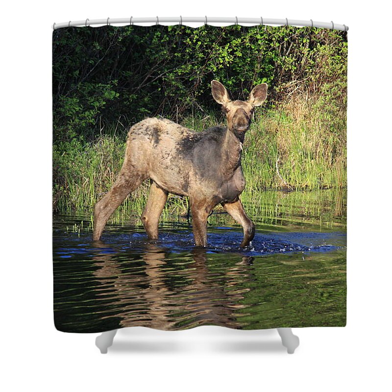 Moose On The Gunflint Trail Shower Curtain featuring the photograph Hello there by Joi Electa