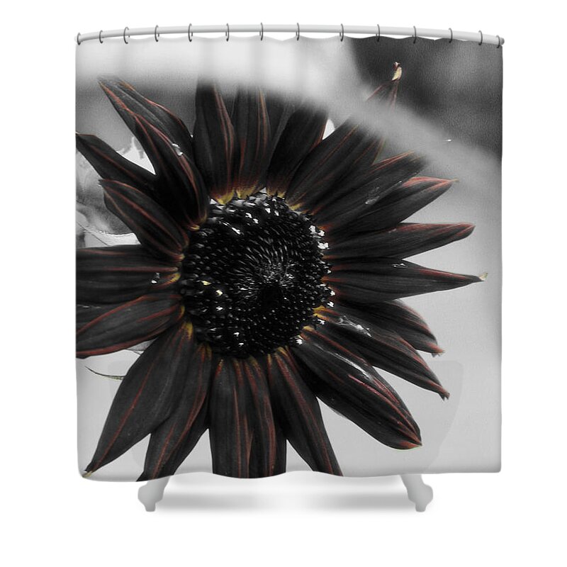 Sunflower Shower Curtain featuring the photograph Hells Sunflower by September Stone