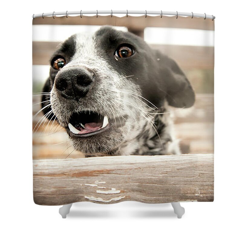 Dog Shower Curtain featuring the photograph Help let me out by Barry Weiss