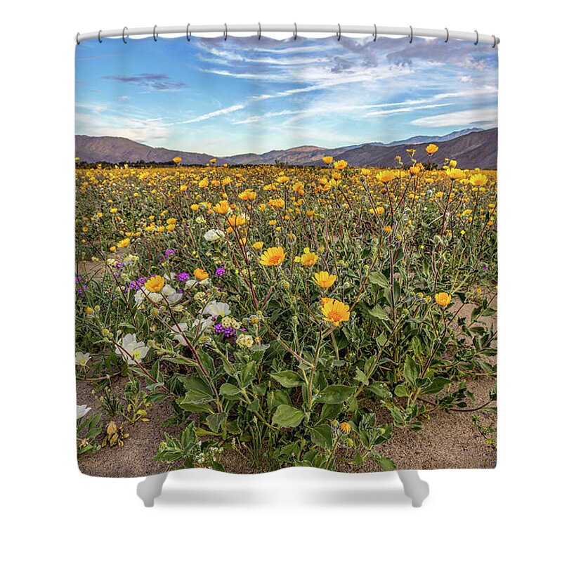 Anza - Borrego Desert State Park Shower Curtain featuring the photograph Henderson Canyon Super Bloom by Peter Tellone