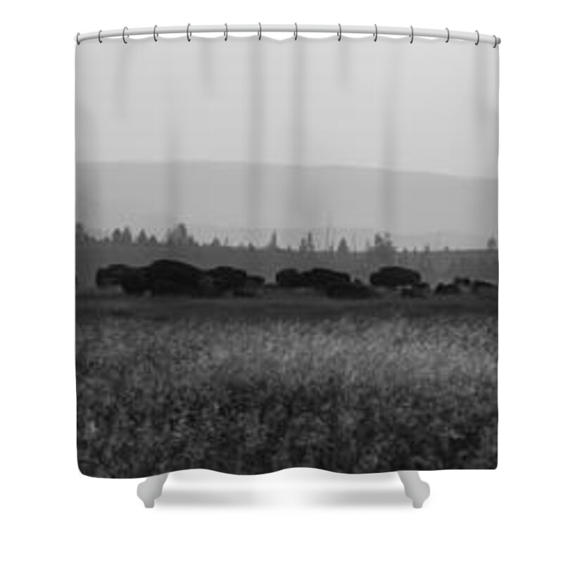 Herd Shower Curtain featuring the photograph Herd Of Bison Grazing Panorama BW by Michael Ver Sprill