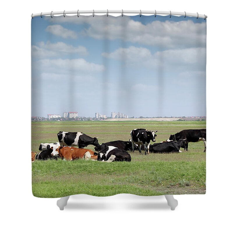 Cow Shower Curtain featuring the photograph Herd Of Cows On Pasture With City In Background by Goce Risteski