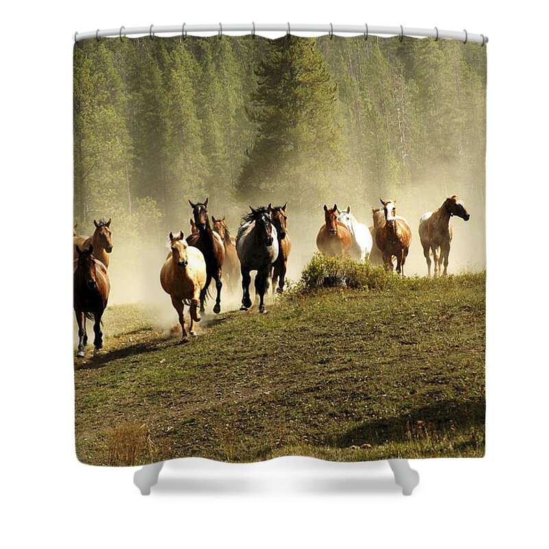 Horses Shower Curtain featuring the photograph Herd of Wild Horses by Scott Read