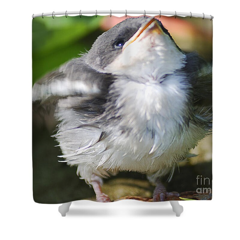 West Virginia Birds Shower Curtain featuring the photograph Here Comes Mommy by Randy Bodkins