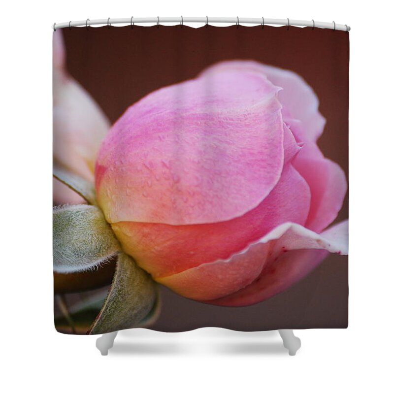 Rose Shower Curtain featuring the photograph Here I Come by Lori Tambakis