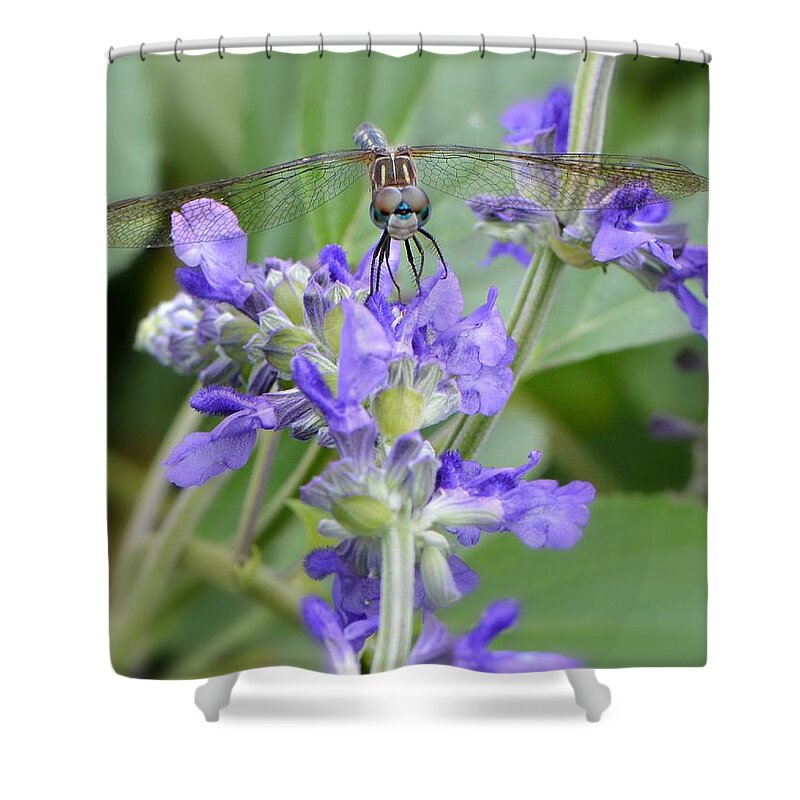 Dragonfly Shower Curtain featuring the photograph Here's Looking At You Kid by Carolyn Mickulas