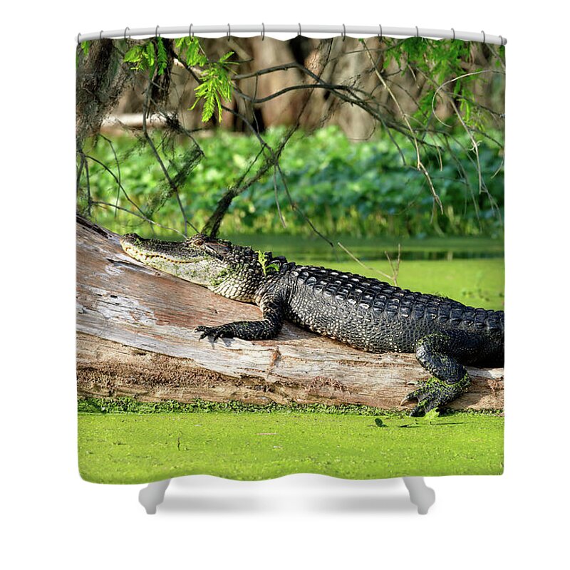 Here's Looking at You Shower Curtain by Nicholas Blackwell