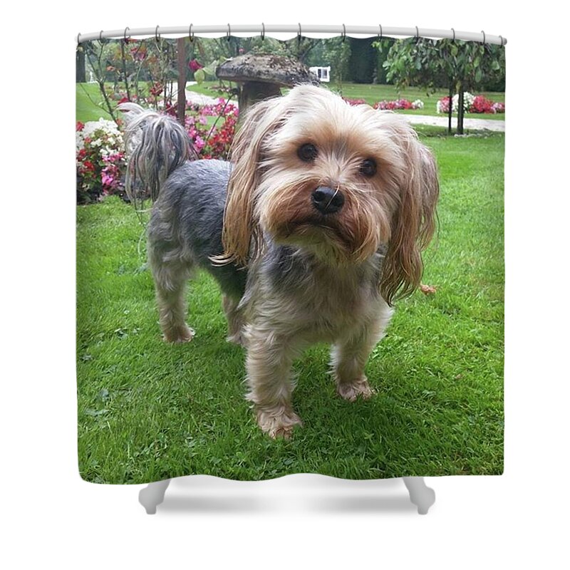 Dog Shower Curtain featuring the photograph Pottering About The Garden by Rowena Tutty