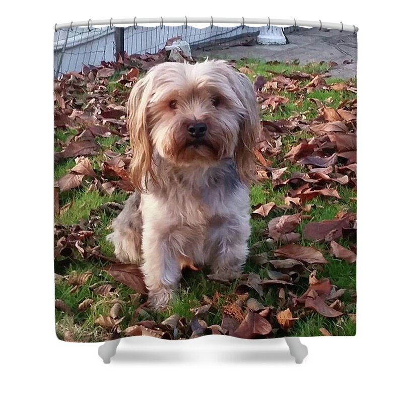 Dog Shower Curtain featuring the photograph Cuddle Me by Rowena Tutty