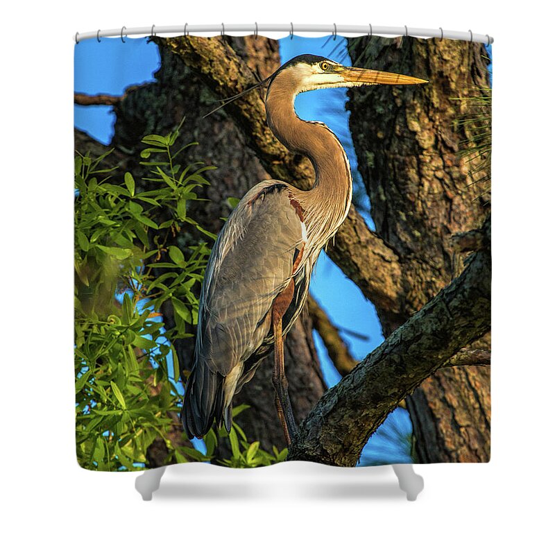 Pine Tree Shower Curtain featuring the photograph Heron in the Pine Tree by Dorothy Cunningham