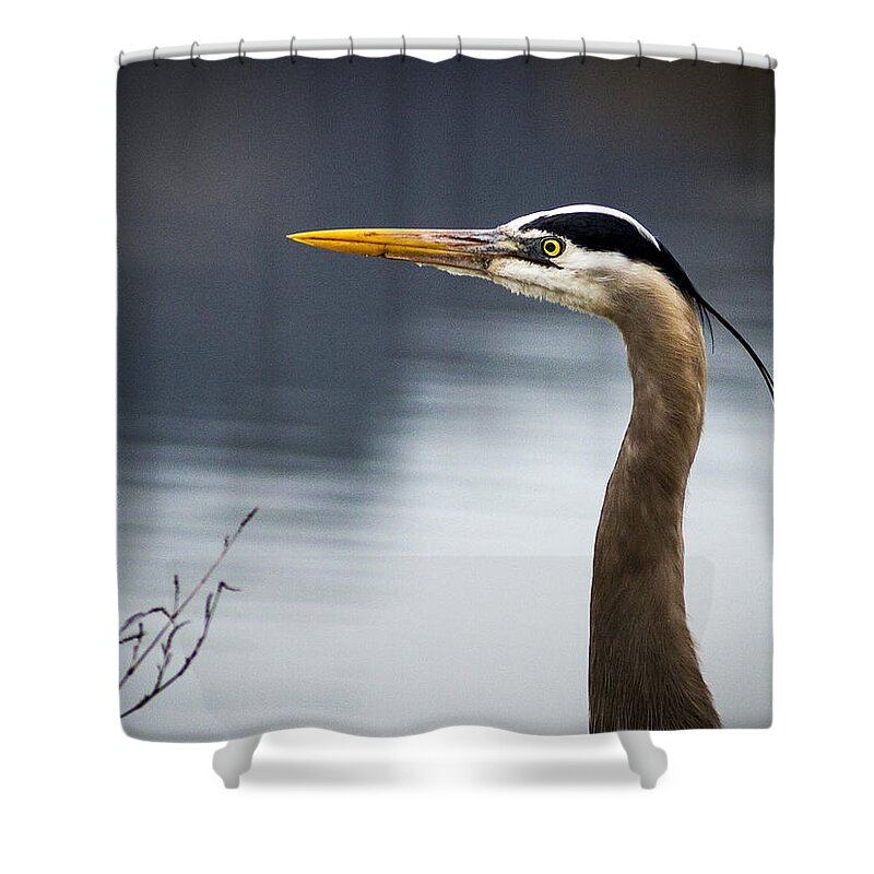 Birds Shower Curtain featuring the photograph Heron Portrait by Jean Noren