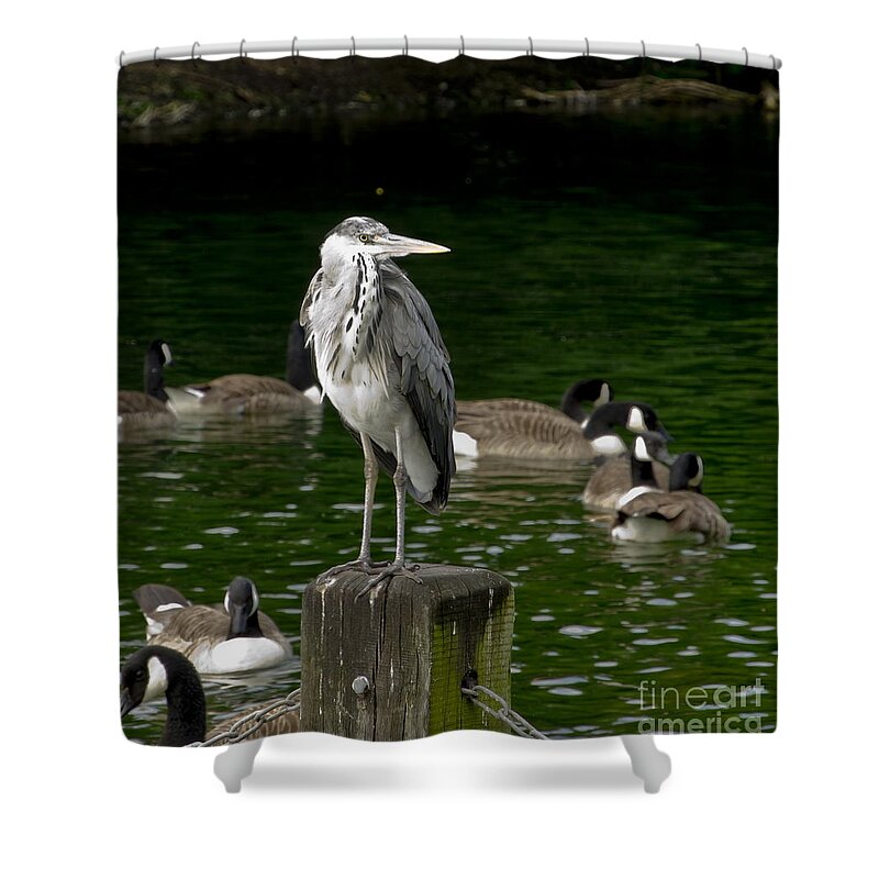 Heron Shower Curtain featuring the photograph Heron's tidy outfit by Elena Perelman