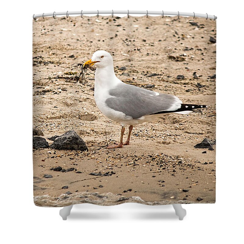 Shorebird Shower Curtain featuring the photograph Herring Gull On The Beach by Kristia Adams