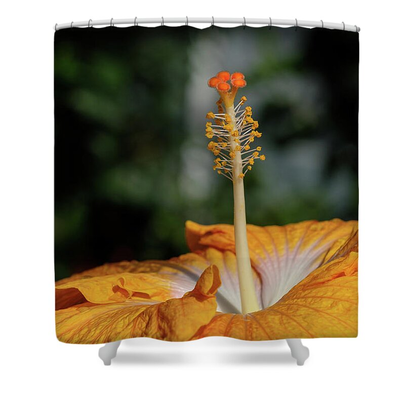 Hibiscus; Orange Shower Curtain featuring the photograph Hibiscus #1 by Georgette Grossman