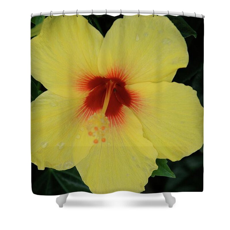 Flower Shower Curtain featuring the photograph Sun Lover Hibiscus by Adele Aron Greenspun