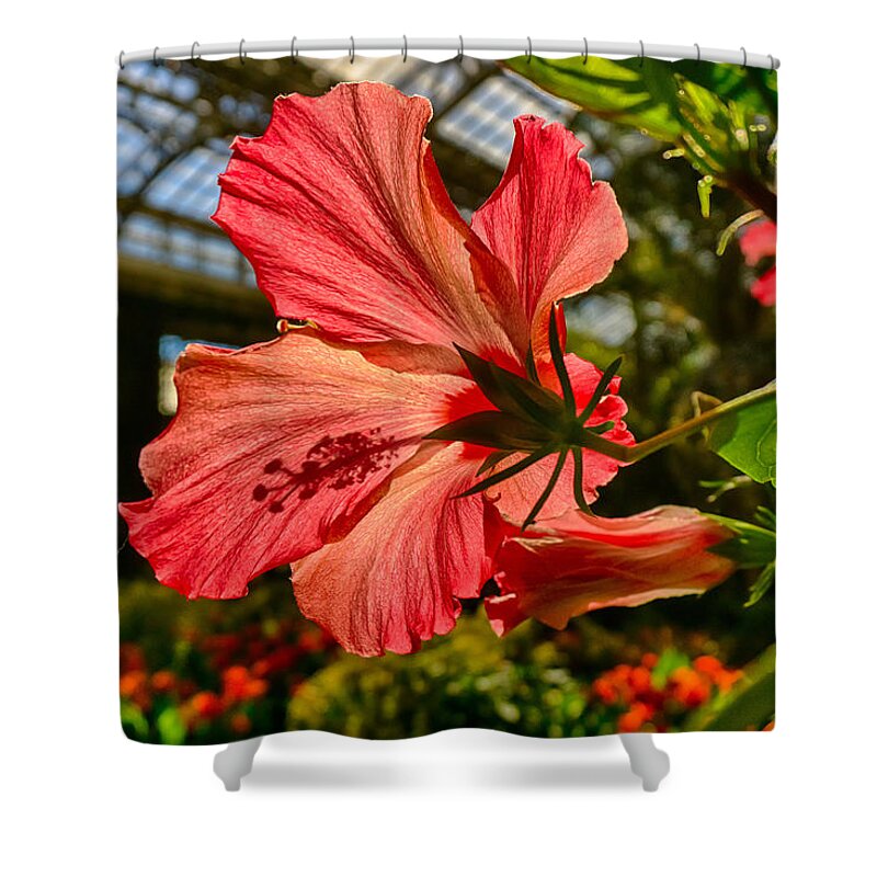 Longwood Shower Curtain featuring the photograph Hibiscus by Amanda Jones