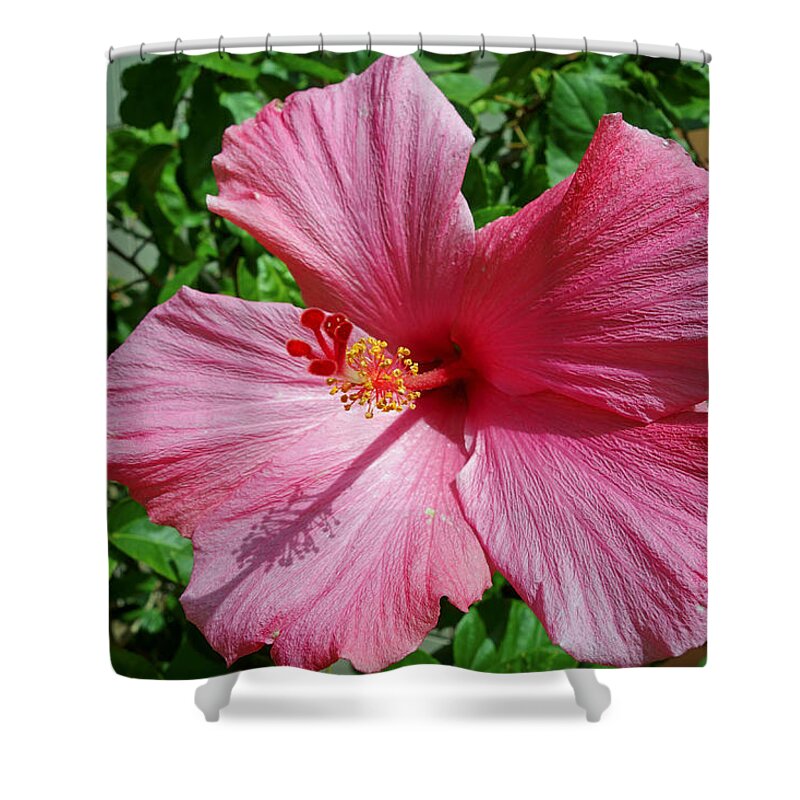 Flower Shower Curtain featuring the photograph Hibiscus flower by Gary Corbett