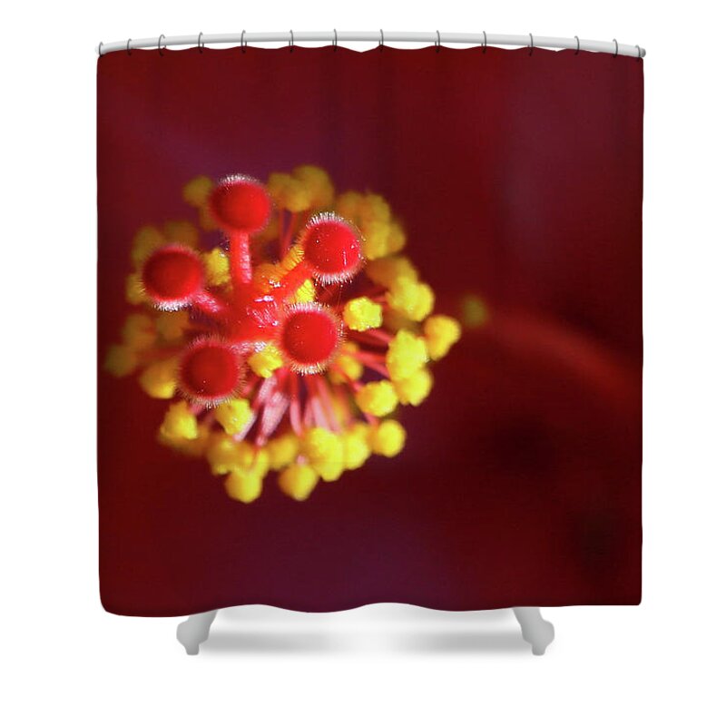 Hibiscus Shower Curtain featuring the photograph Hibiscus Stigma by DiDesigns Graphics