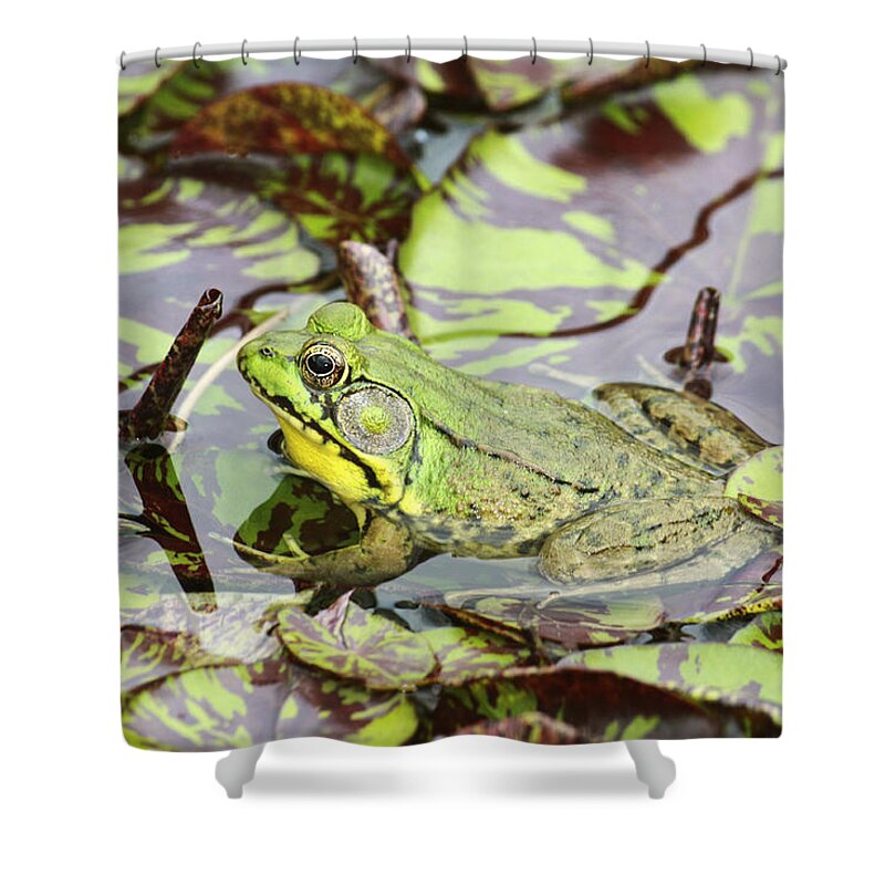 Northern Green Frog Shower Curtain featuring the photograph Can you see me? by Marina Kojukhova