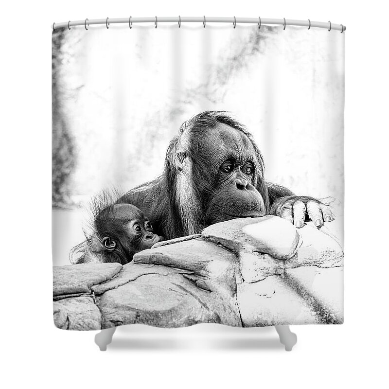 Crystal Yingling Shower Curtain featuring the photograph Hiding by Ghostwinds Photography