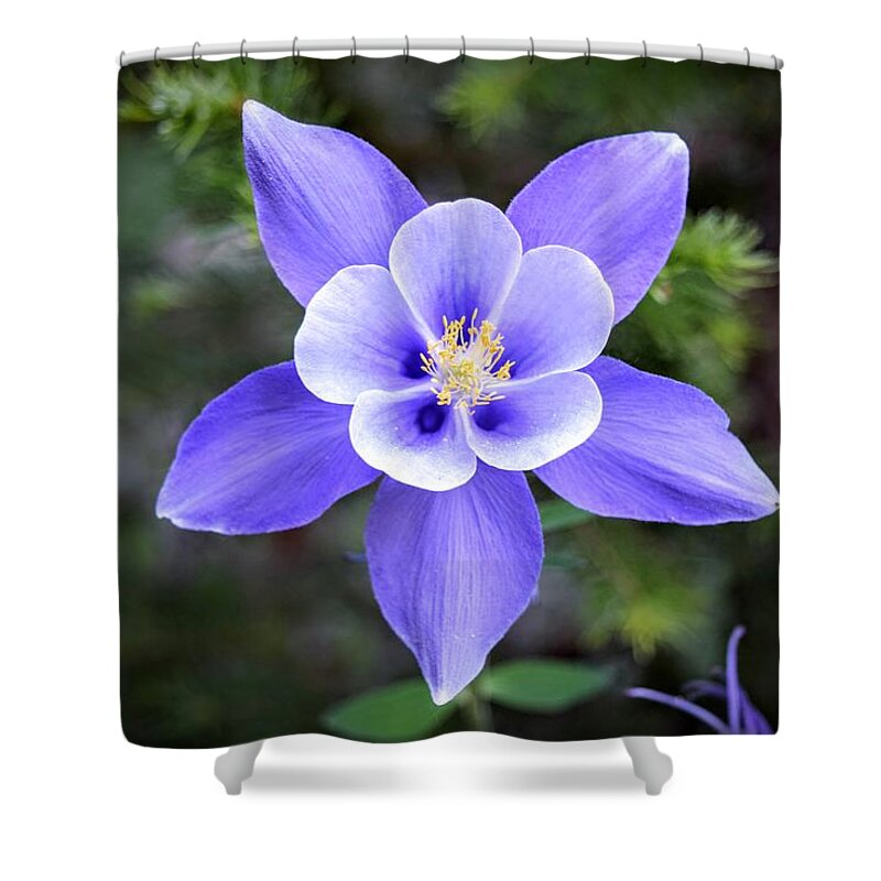 Columbine Shower Curtain featuring the photograph High Country Columbine by Michael Brungardt